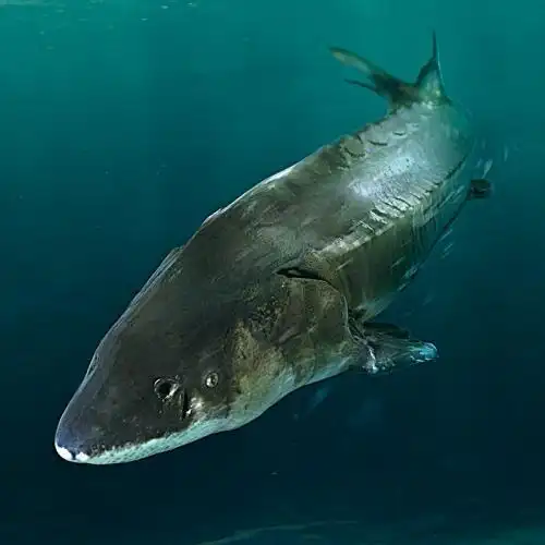 鲟鱼(sturgeon)是指鲟形目的鱼类,别称中华鲟,鳇鱼,鳣鲟鱼,属硬骨鱼纲