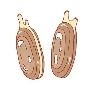 卡通手绘海鲜美食蛏子线条插画矢量装饰元素