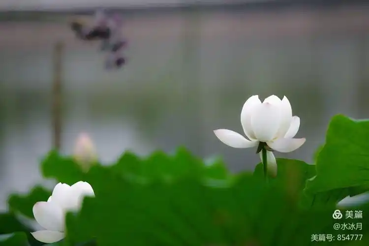 心荷归一,安然静默