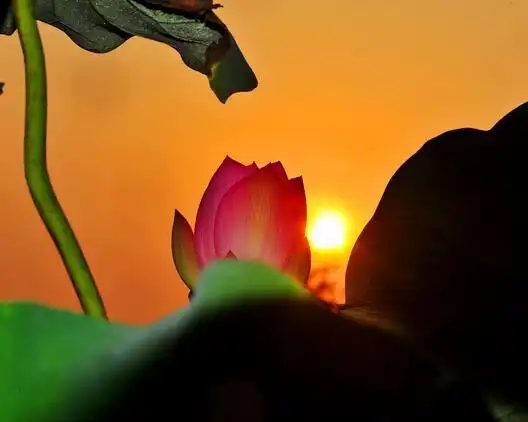 心境坦然生命淡然