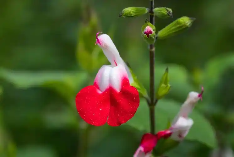 樱桃鼠尾草 - 天边的云nk850 - 图虫