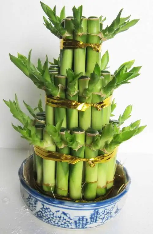 供应广东富贵竹塔竹开运竹价格