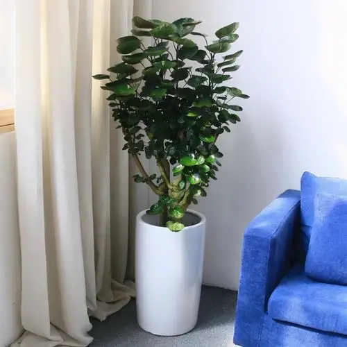 一种好运树长得别致名叫金钱兜寓意好过年来几盆