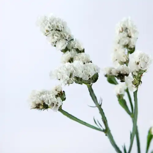 www勿忘我白色1kg扎