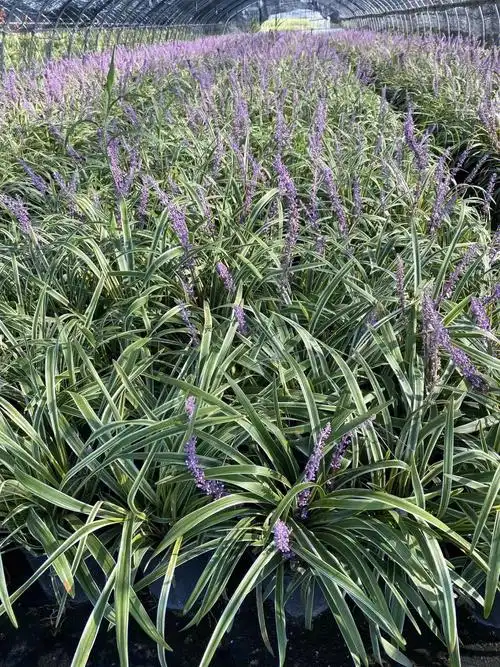 一加仑金边麦冬苗情棒极了