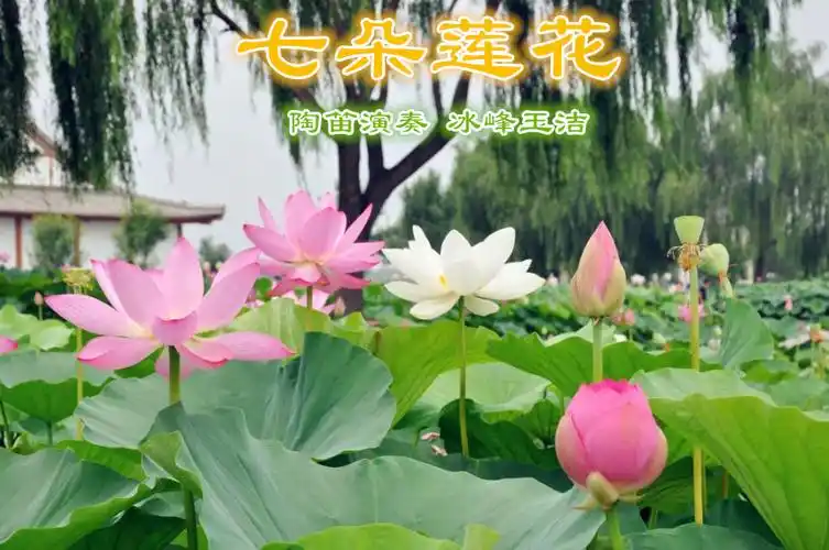 七朵莲花af陶笛练习