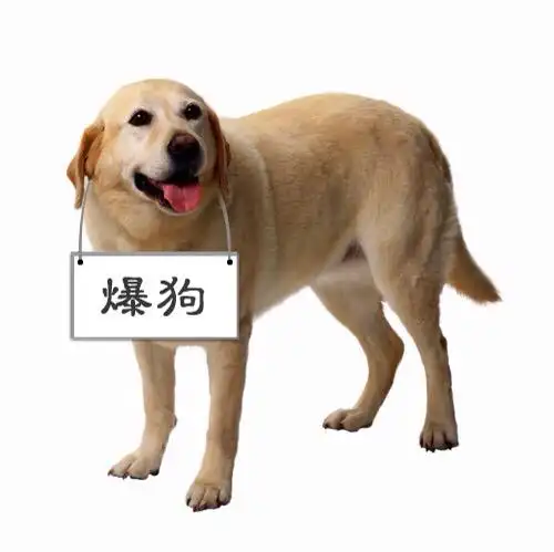 请ps朋友啊帮忙p图 把狗的五官抠掉,再把人物头像的五官放到狗头上去