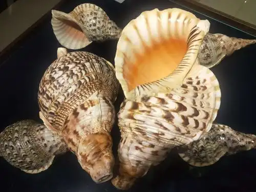 这是法螺,听说它的声音能传六公里呢!