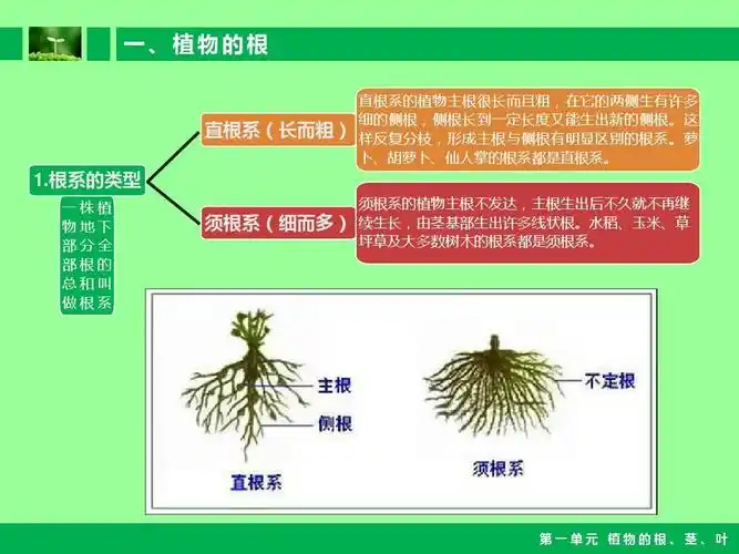 小学自然课件-植物的根茎叶ppt