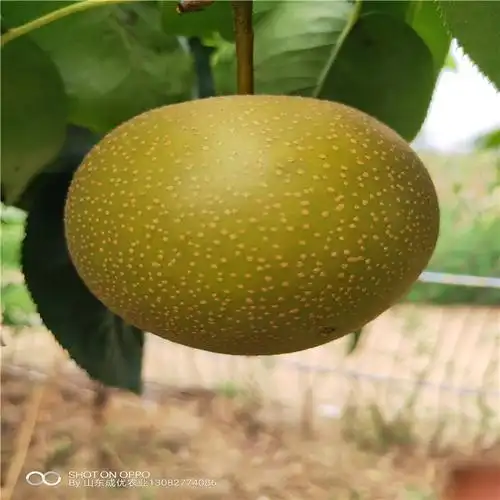 红花梨树苗梨树苗基地