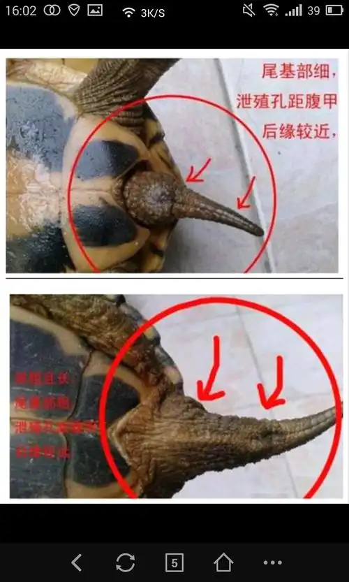 巴西龟怎样区分公母??_百度知道