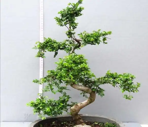 野外小叶榆树,也能制作成美观盆景,只需做好这个步骤