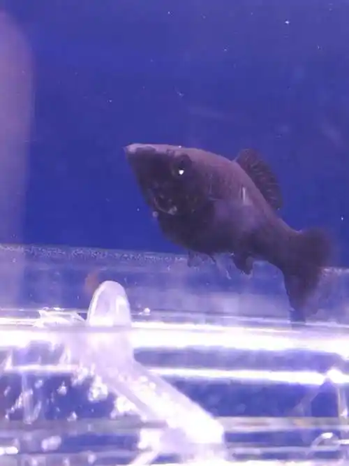 这黑玛丽是怀孕还是吃天生肚子就大