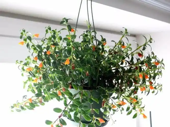 各种吊兰的图片及名称( 吊兰都有哪些品种 吊兰种类大全及图片分辨 )