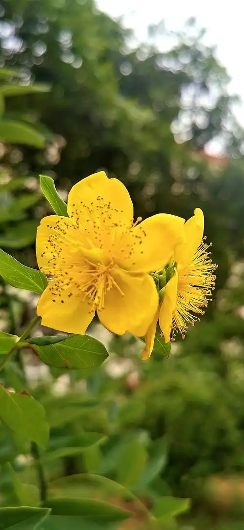 金盘黄丝~金丝梅