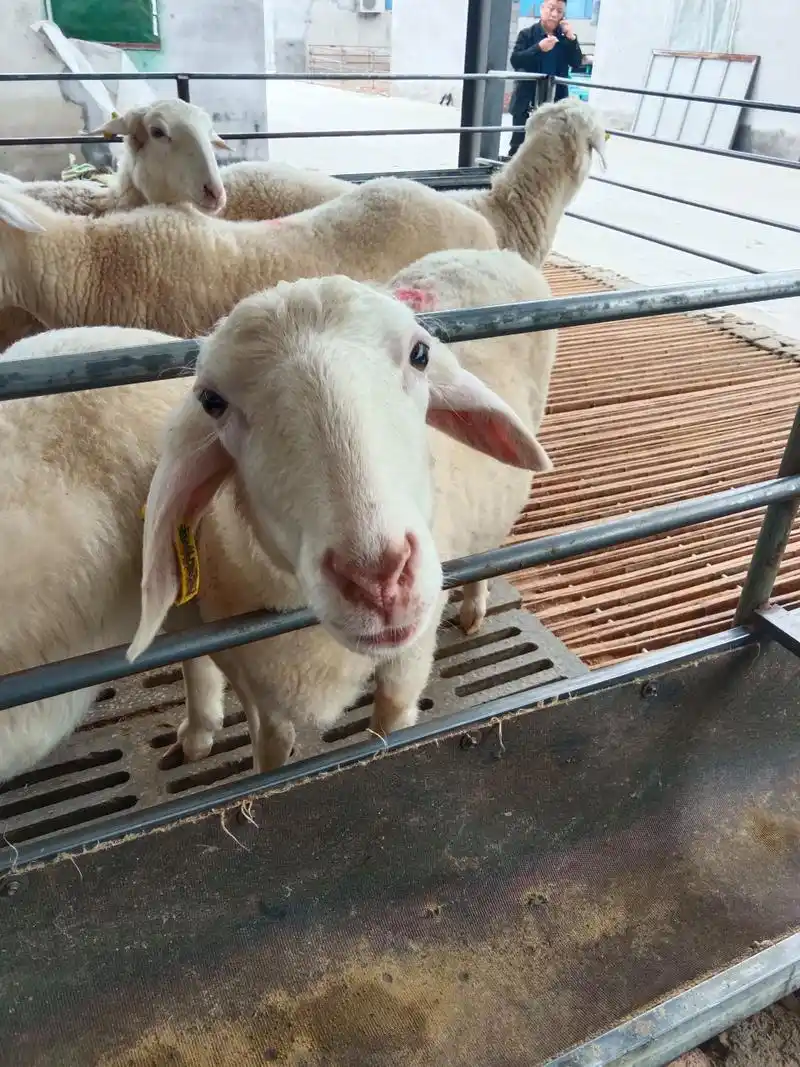 澳洲白就是这么漂亮