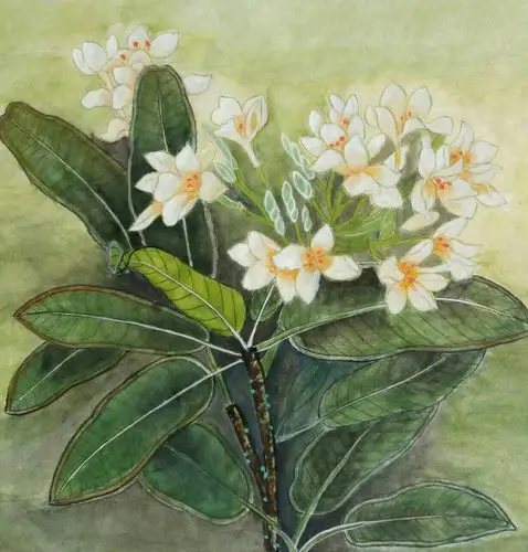 鸡蛋花 (玉华争妍)