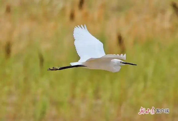 中省媒体看甘肃白露时节白鹭飞