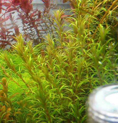 百叶南美水草百叶草u0028自家出产1枝水草