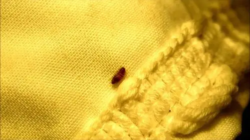 织物害虫的生活习性织物害虫尤其是其幼虫,抗饥饿能力都很强,花斑皮蠹