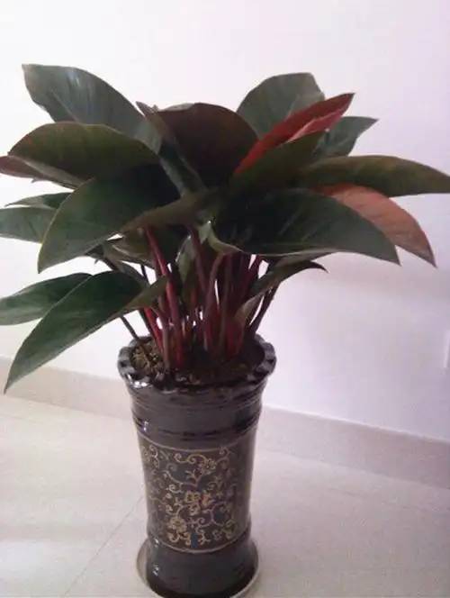 红钻花,学名红帝王,红钻花对人的好处有净化空气,调节气氛,降噪音