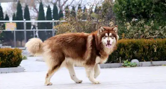 批发零售红十字阿拉斯加幼犬!