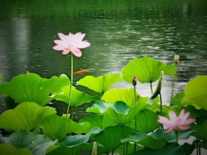 荷塘雨色