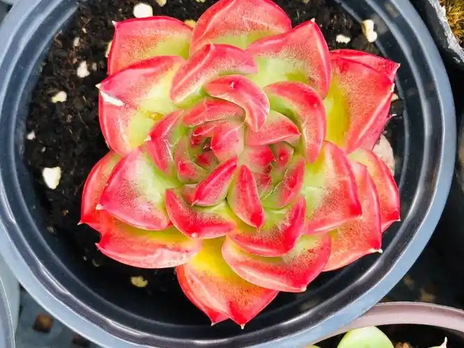 弗洛瑞安娜白菜价多肉