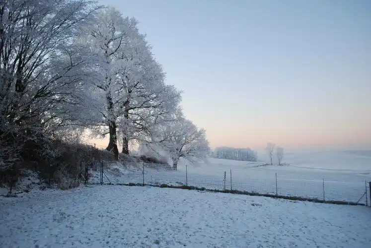 冬日里的雪树的特写图片 - 第2张