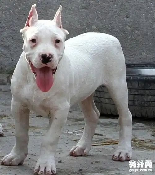 杜高犬为什么会被禁养