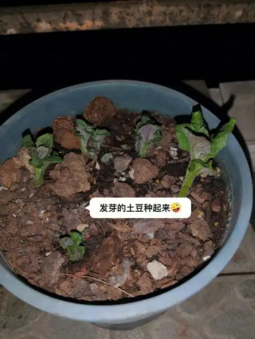 了它的生长力感觉就要倒了期待能收获一窝小土豆#阳台种菜  #土豆发芽
