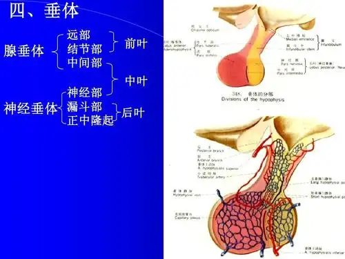 内分泌系统-教学课件 四,垂体 腺垂体 远部 结节部 中间部 前叶 中叶