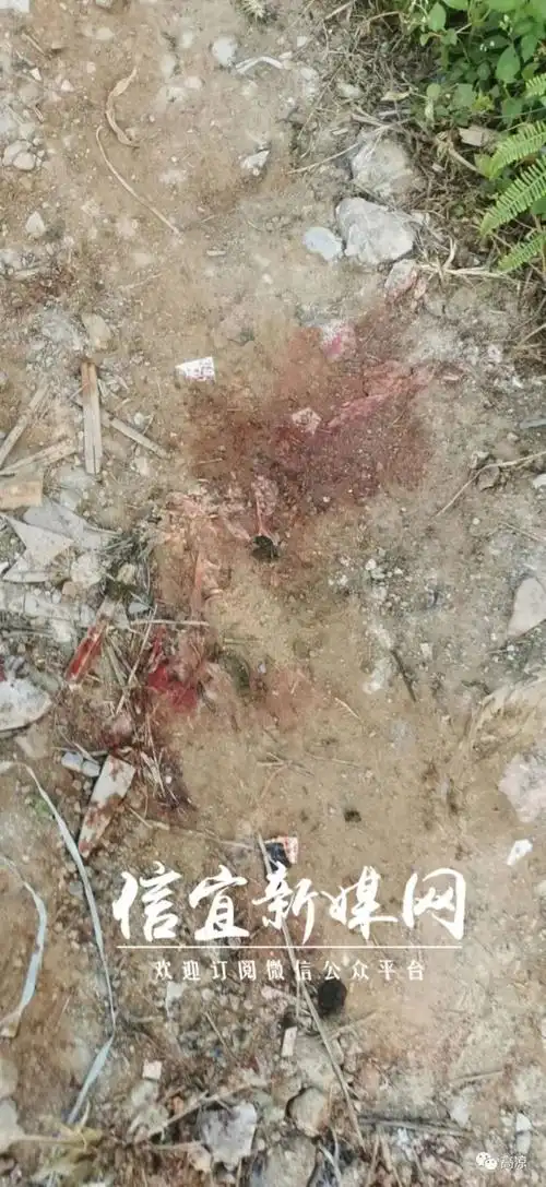 茂名一村民含泪报料疑养牛被恶意砍断脚求警察破案