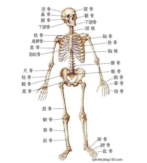人体骨骼结构与名称