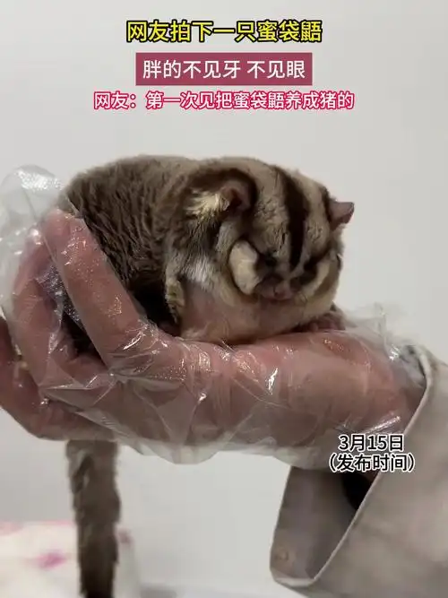 网友拍下一只蜜袋鼯,胖的不见牙 不见眼-度小视