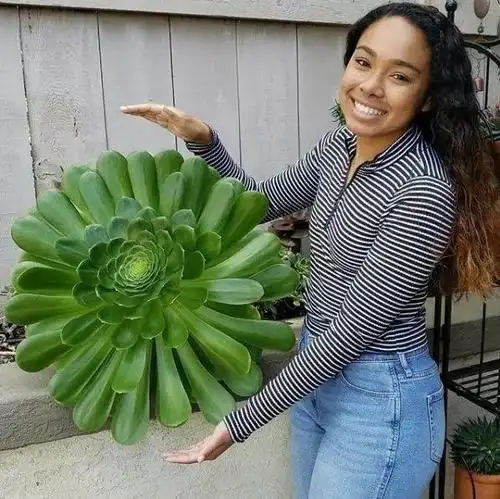 老外养的多肉,个个长成巨无霸,看得人眼花缭乱!