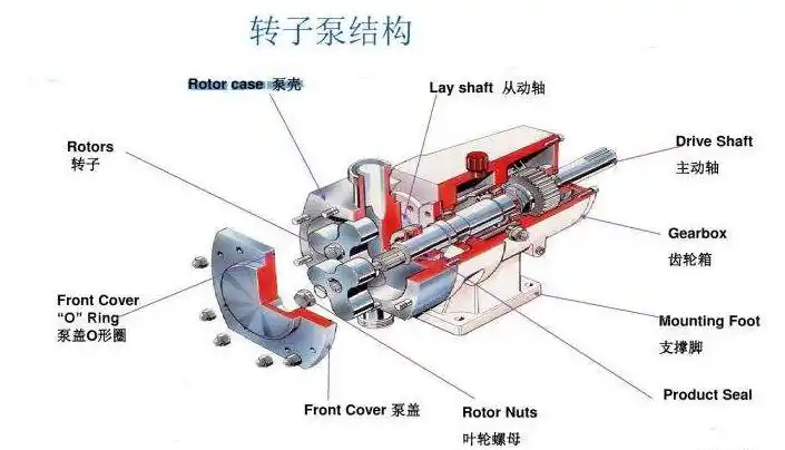 聚氨酯凸轮转子泵结构图