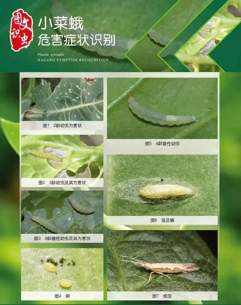 小菜蛾别名吊丝虫,小青虫,两头尖,鳞翅目菜蛾科,其生命周期很 - 抖音