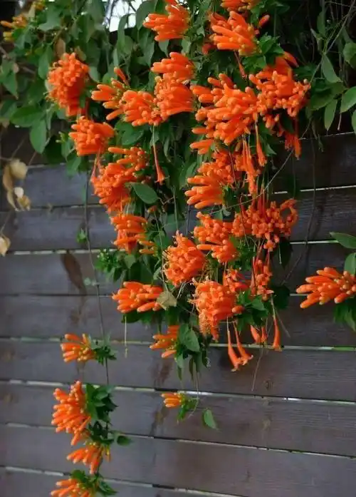 19款爬藤植物随便种一棵美翻整个家