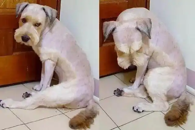 夏天,千万不能把狗狗的毛都剃光!切记