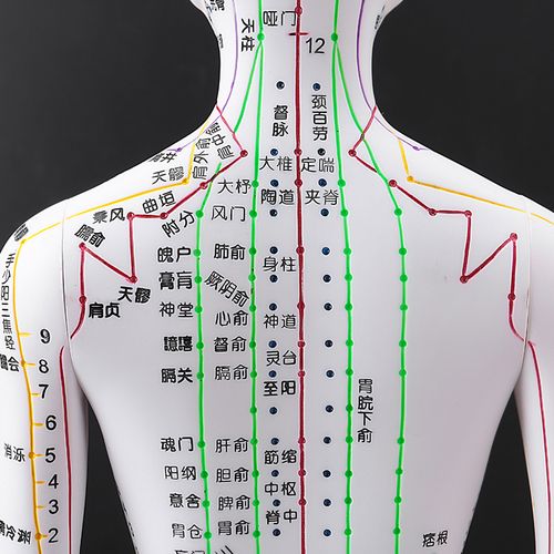 经络穴位政河人体模型针灸十二扎针小皮人教学其他模型玩具