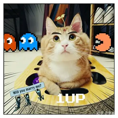 你见过最好看的橘猫长什么样