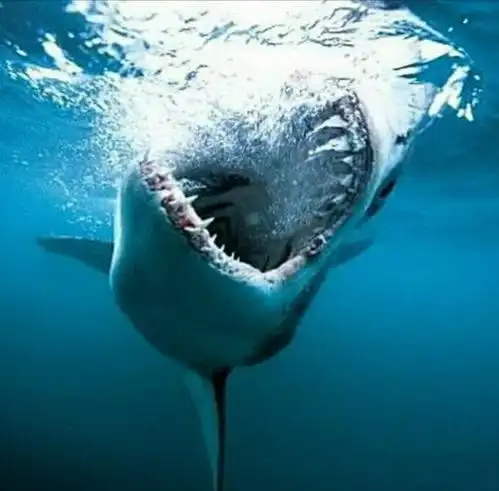 倘若海底真有巨鲨有多危险?网友:一口吞掉一艘船