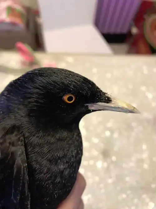 今天刚买回来的黑八哥,卖家说是5个月的鸟,懂的帮看下是几个月的?