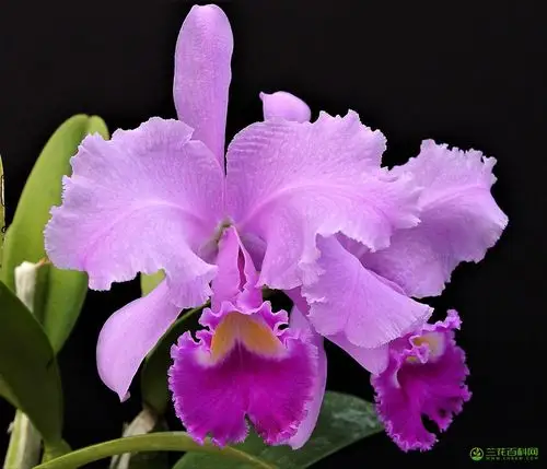 特利氏卡特兰cattleyatrianaei