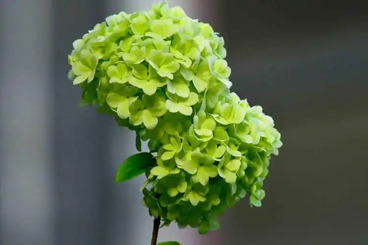 春花欣赏绿绣球花