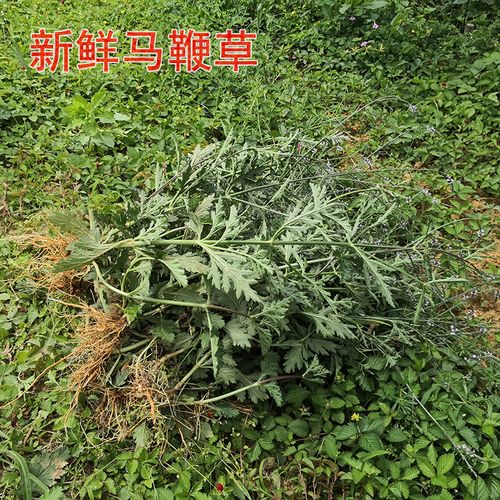 马鞭草 新鲜铁马鞭甲边草蜻蜓草燕尾草野荆芥500g中草药