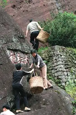 武夷山母树大红袍开采(图)