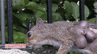 ①被皮蝇感染的松鼠②海纽虫吐消化器官③把蒙娜丽莎的脸变活④路怒女