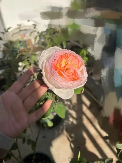 太美了啊啊啊啊啊啊啊受不了啦#樱花公主  #月季